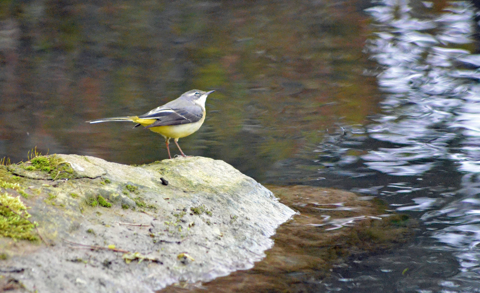 Grey wagtail