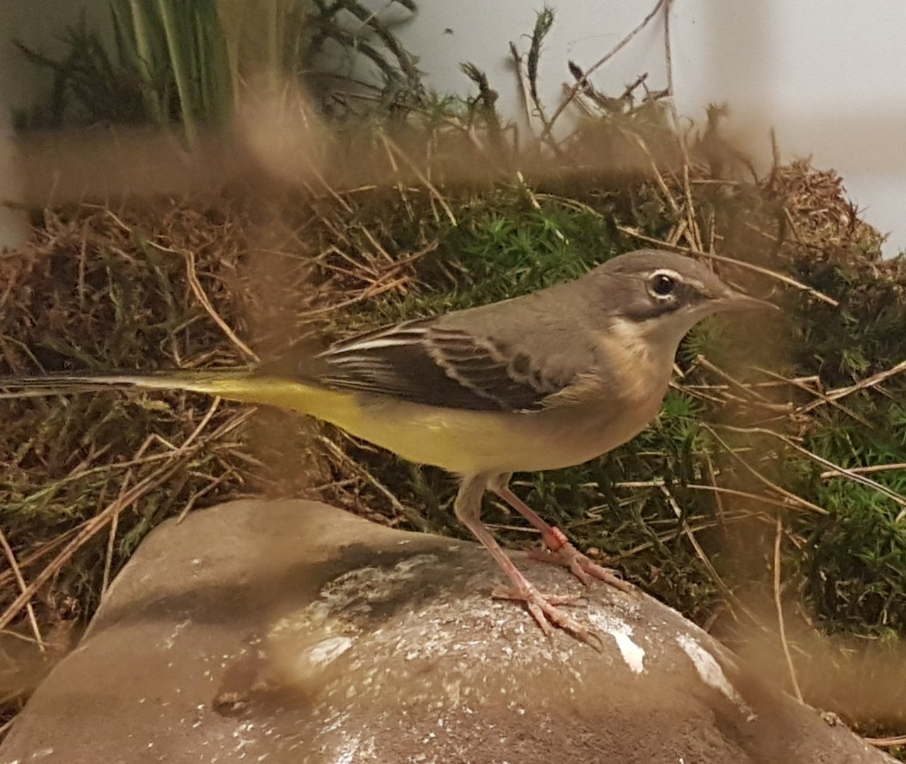 Grey Wagtail