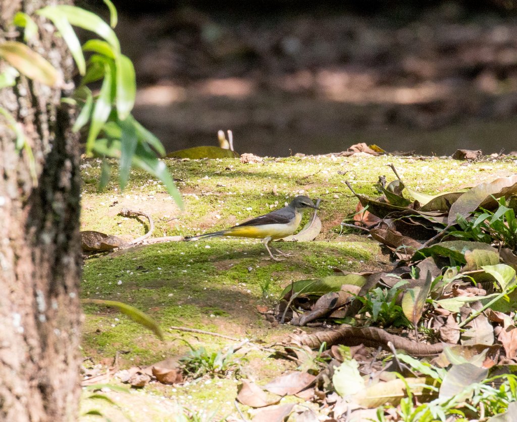 Grey Wagtail