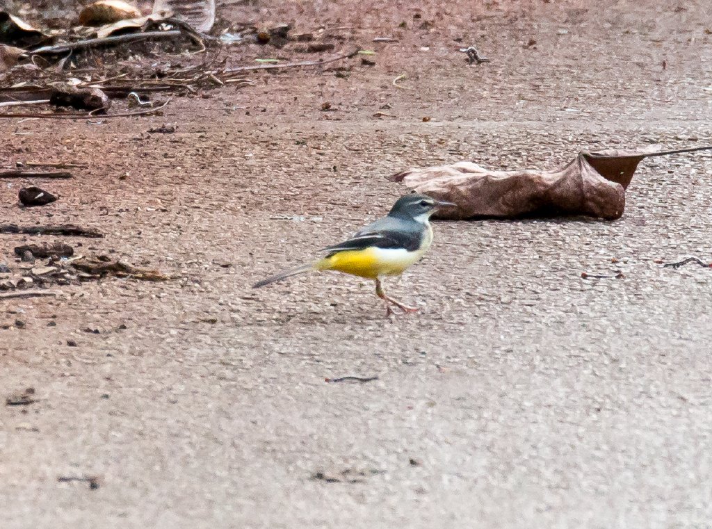 Grey Wagtail