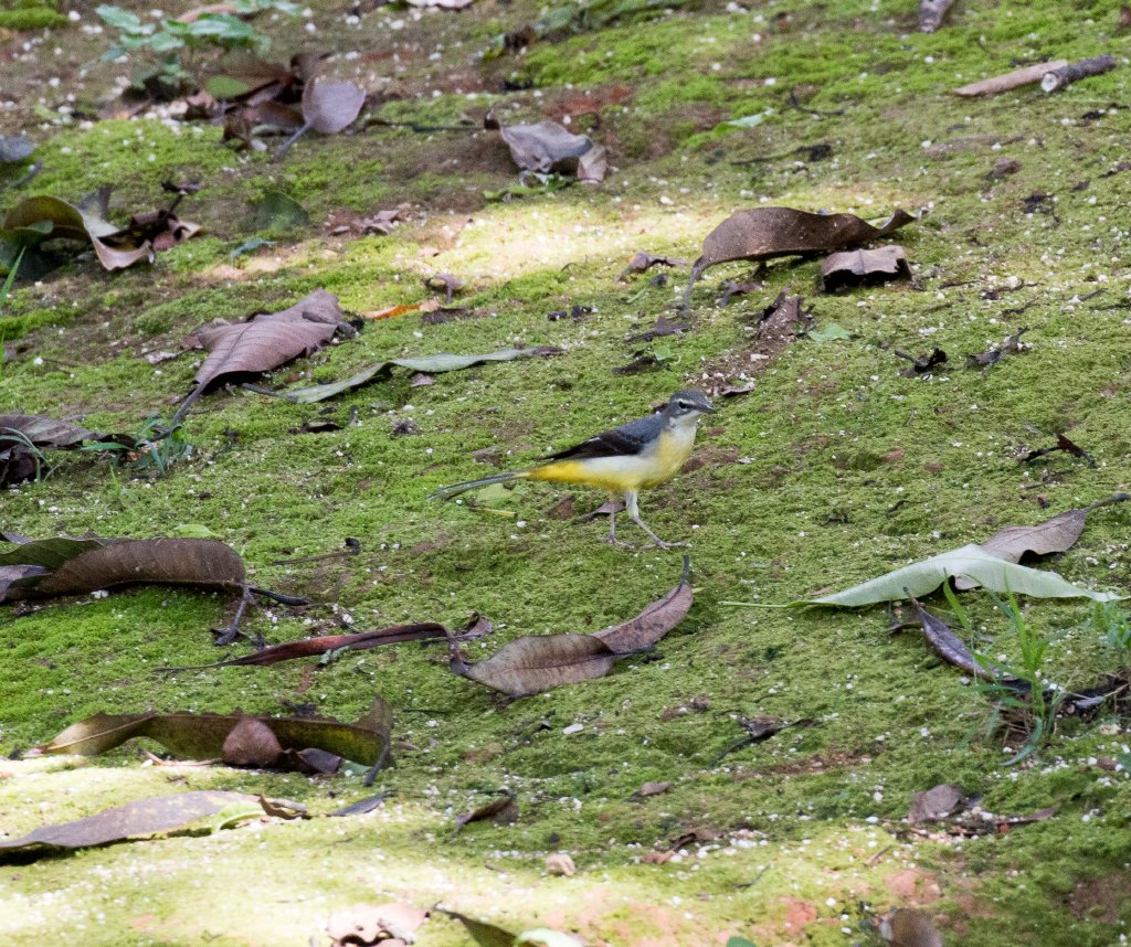Grey Wagtail