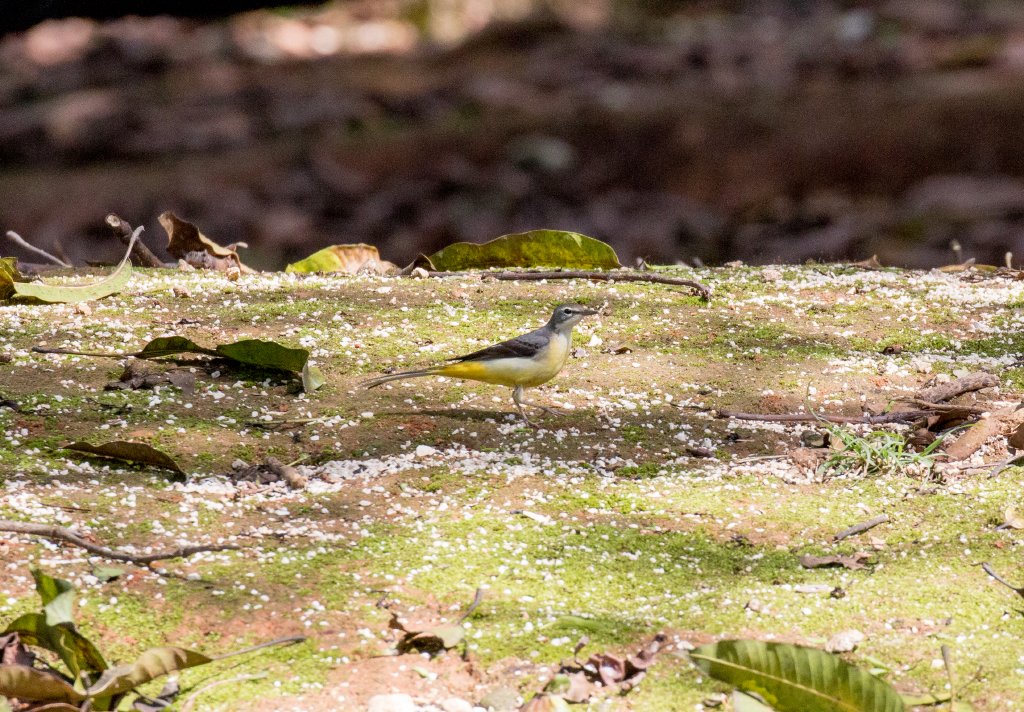 Grey Wagtail