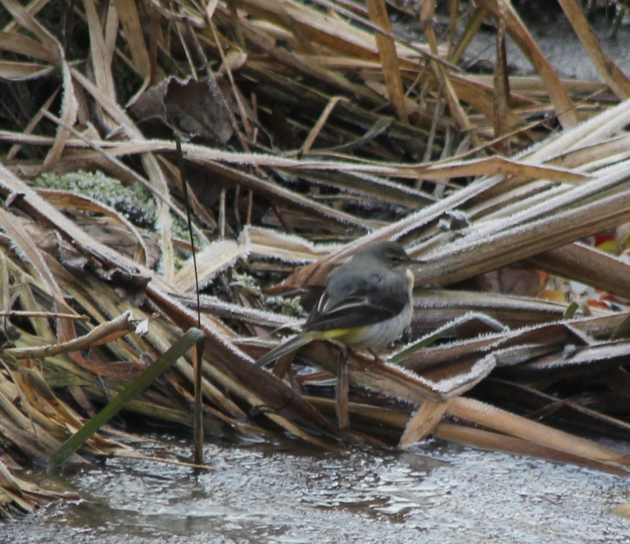 Grey wagtail
