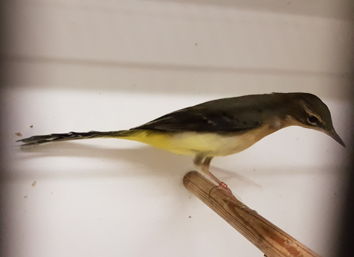 Grey wagtail