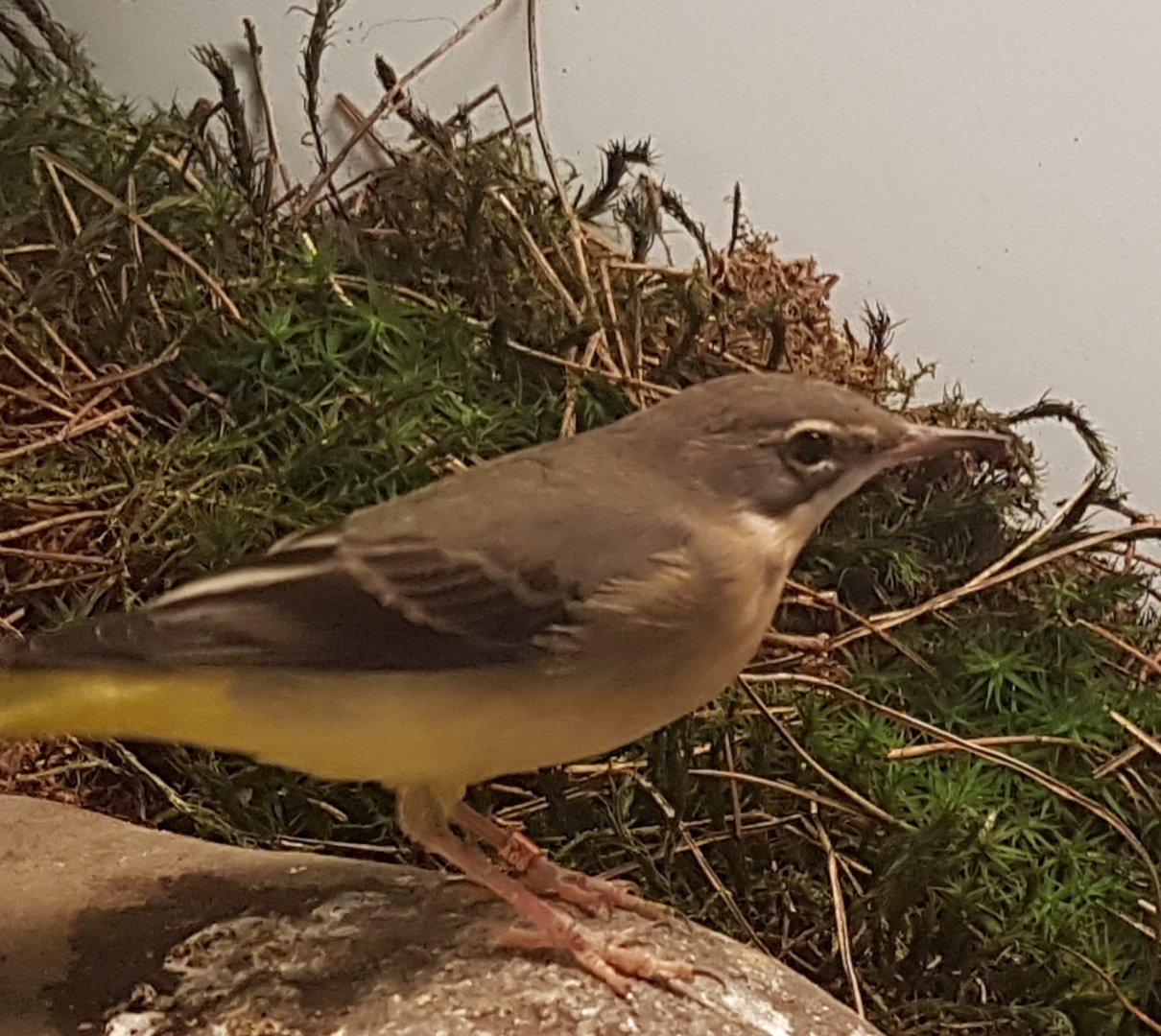 Grey wagtail