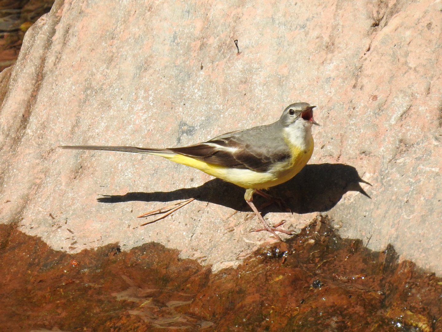 Grey Wagtail