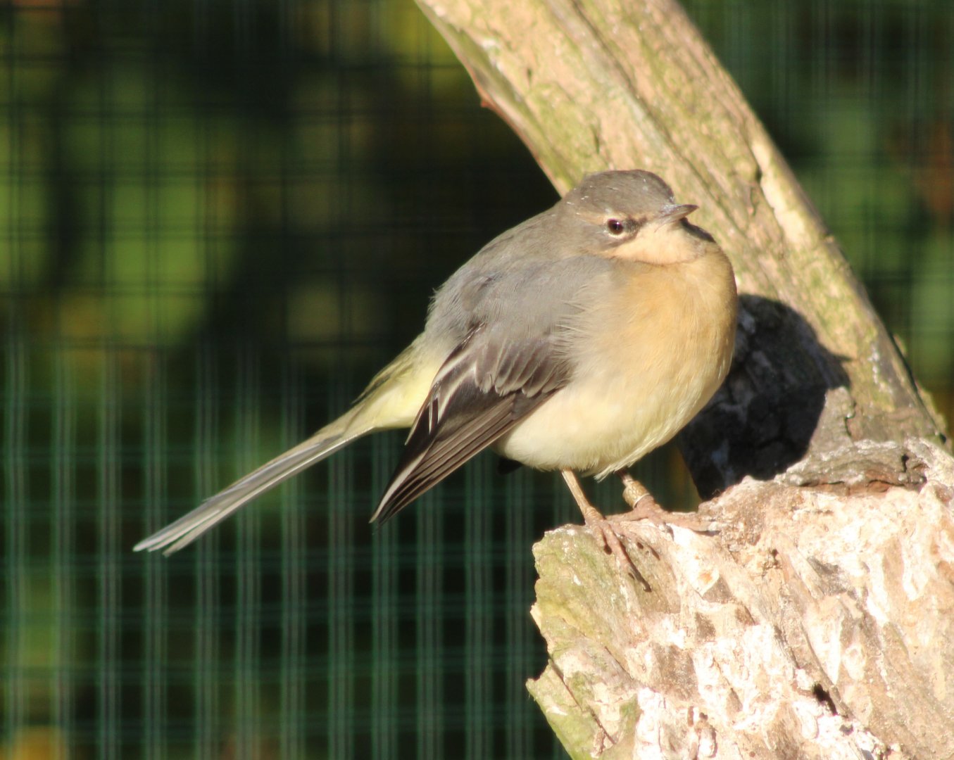 Grey wagtail