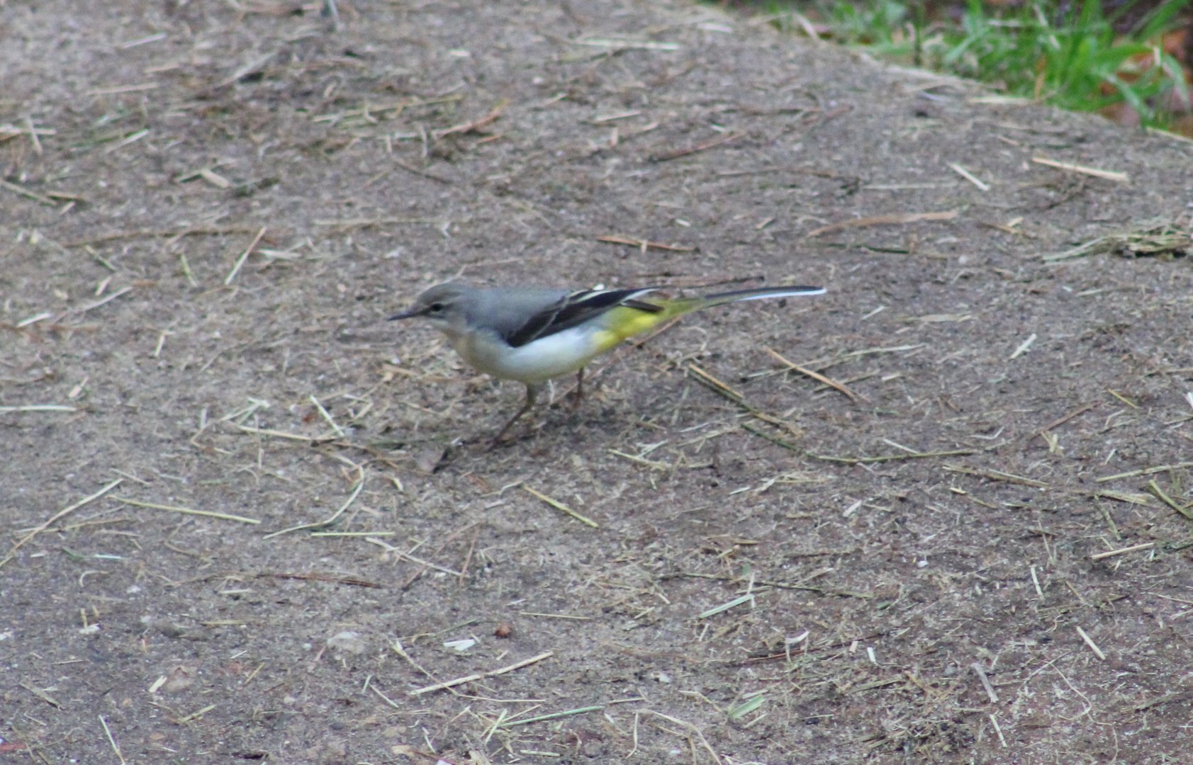 Grey wagtail
