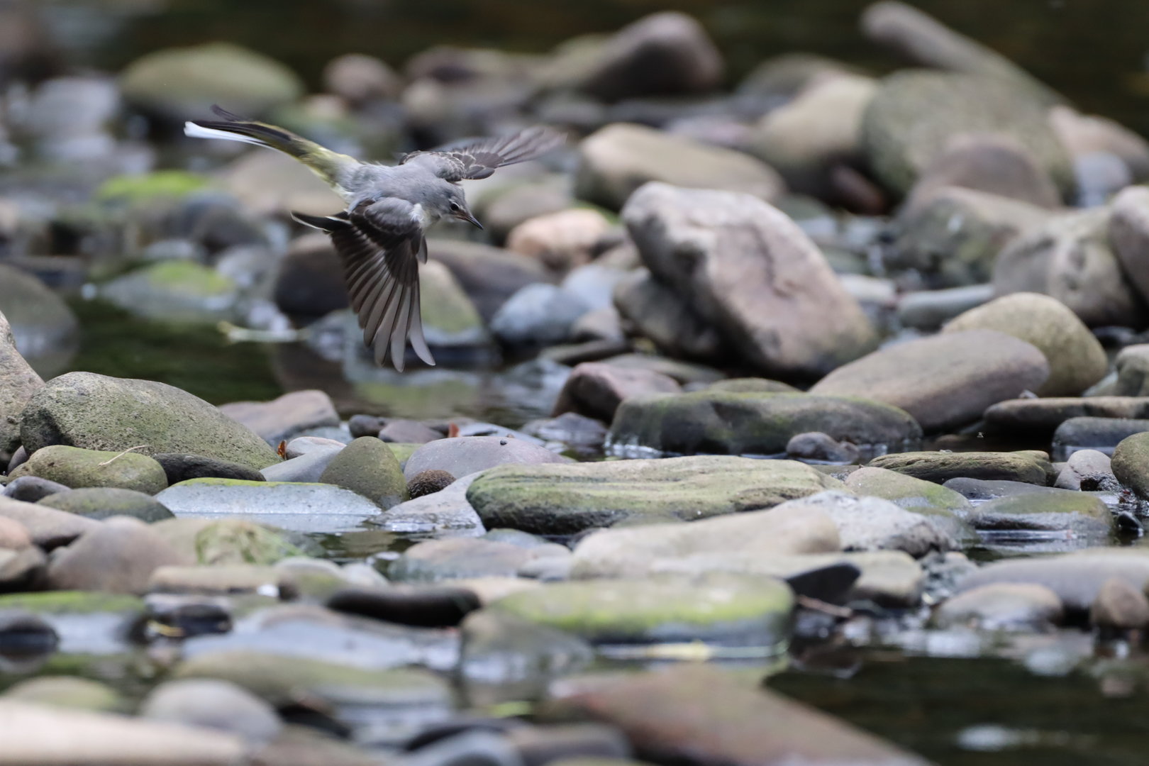 Grey Wagtail