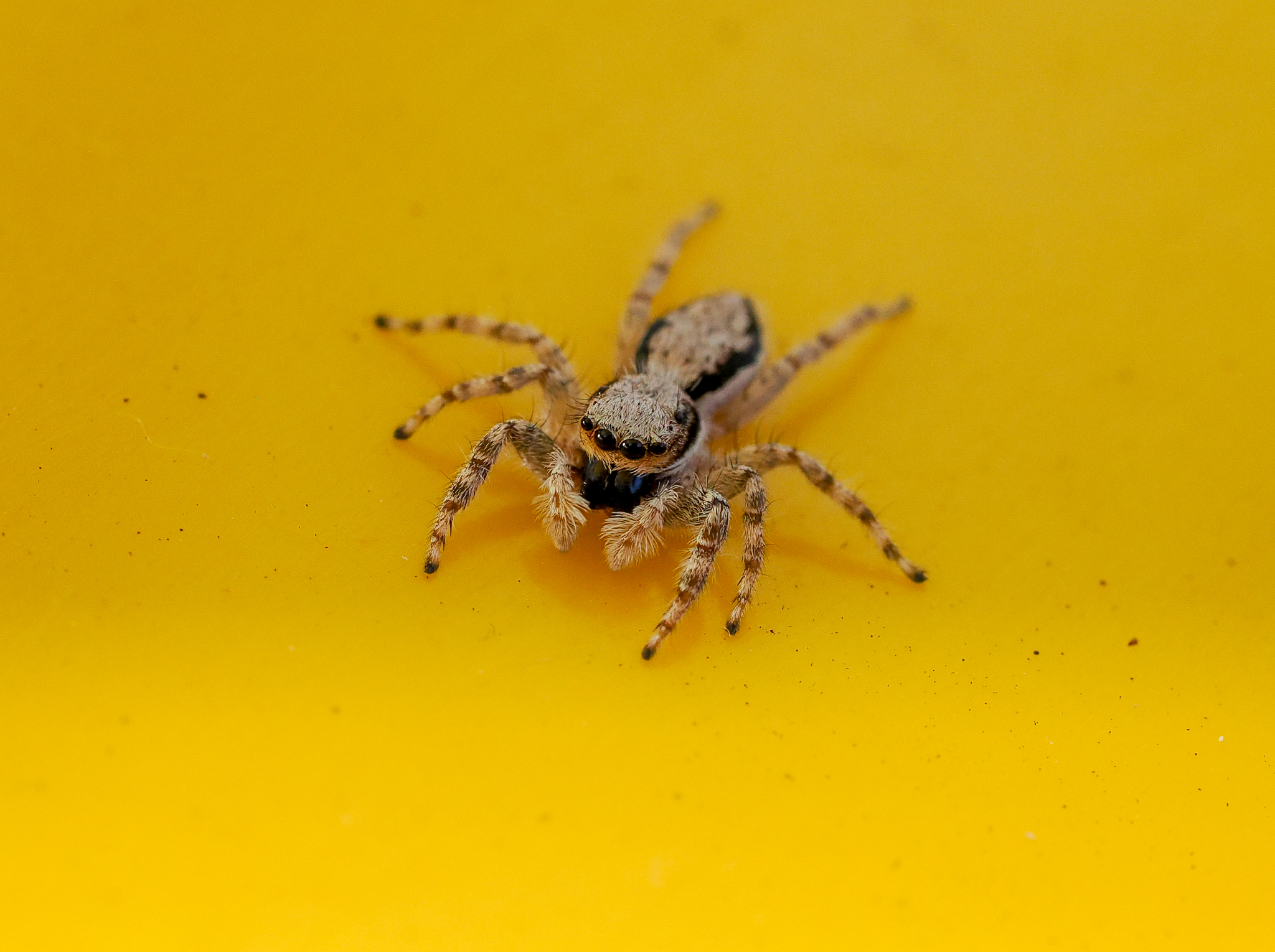 Grey Wall Jumping Spider, Menemerus bivittatus