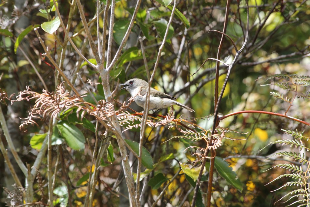 Grey Warbler (Gerygone igata)