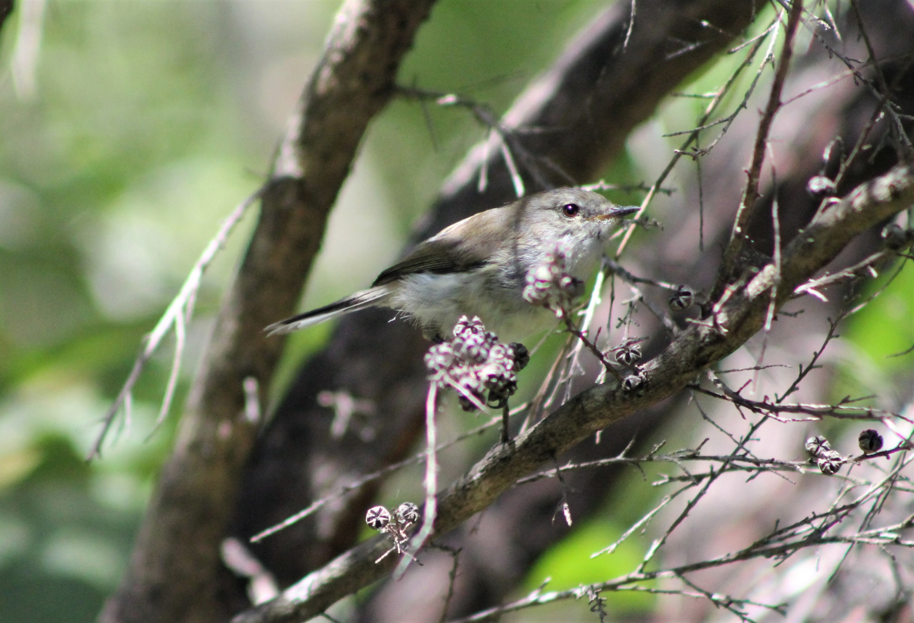 Grey Warbler (Gerygone igata)