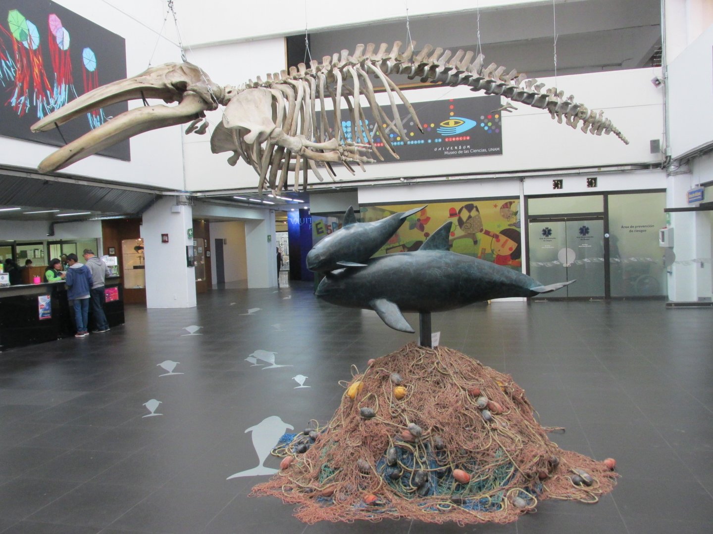grey whale skeleton and vaquita model