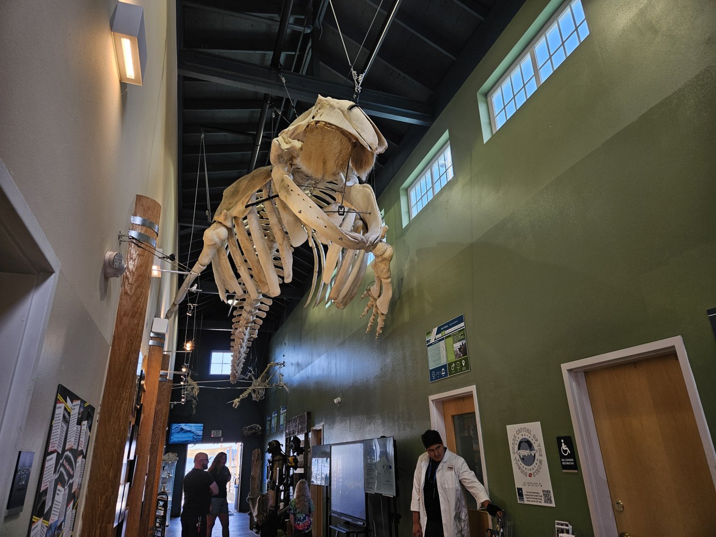 Grey Whale Skeleton (Entrance hall)