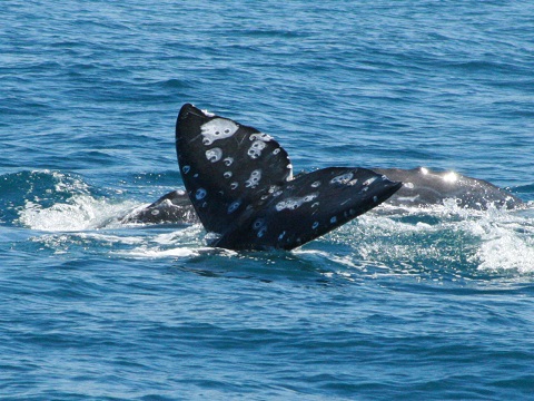 Grey Whale