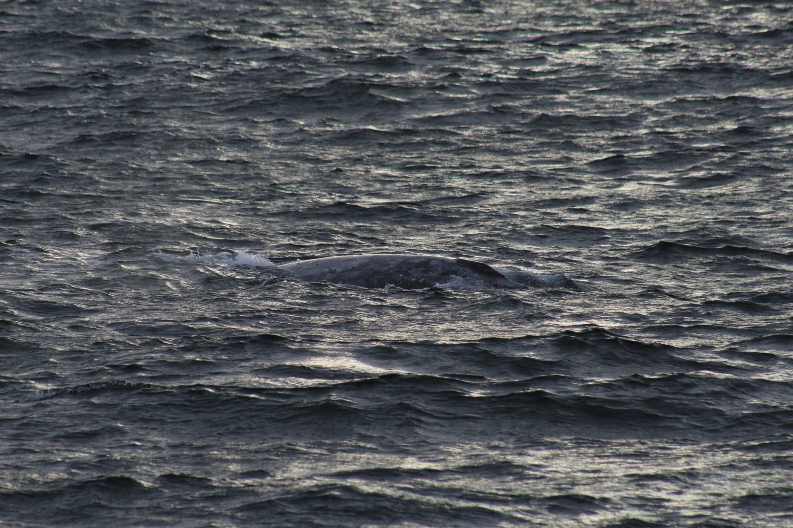 Grey Whale