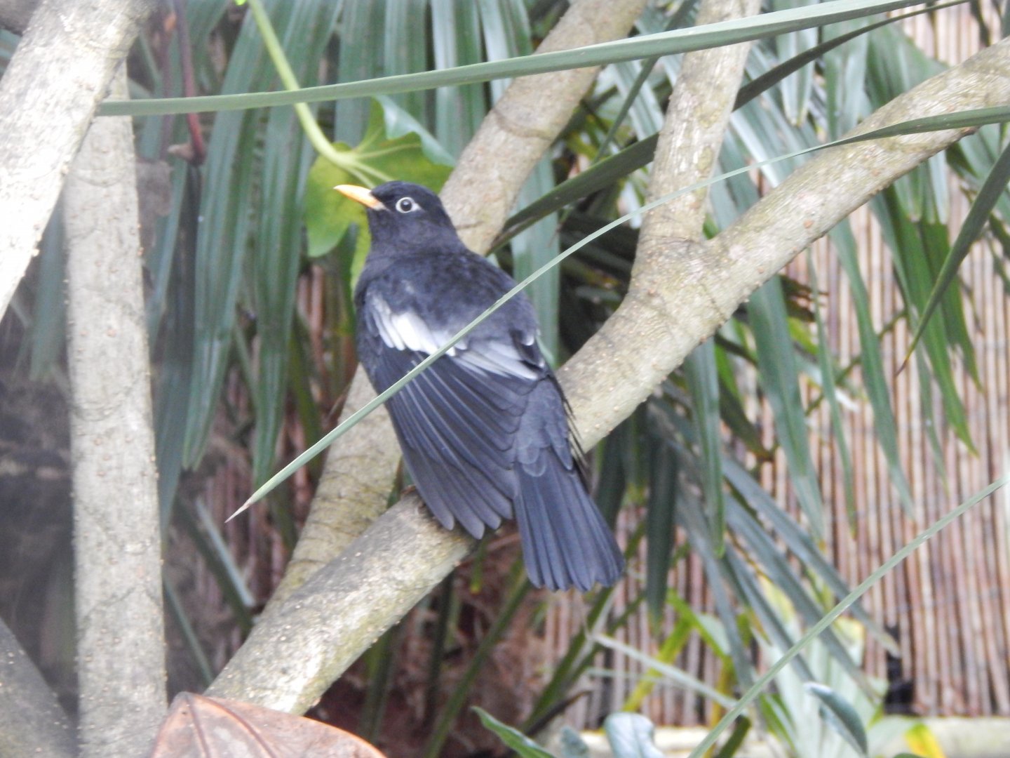 Grey-winged blackbird 181021