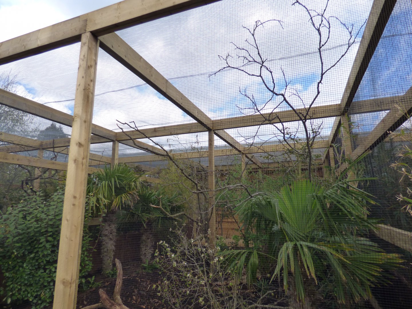 Grey-Winged Blackbird and Red-Tailed Laughingthrush Enclosure
