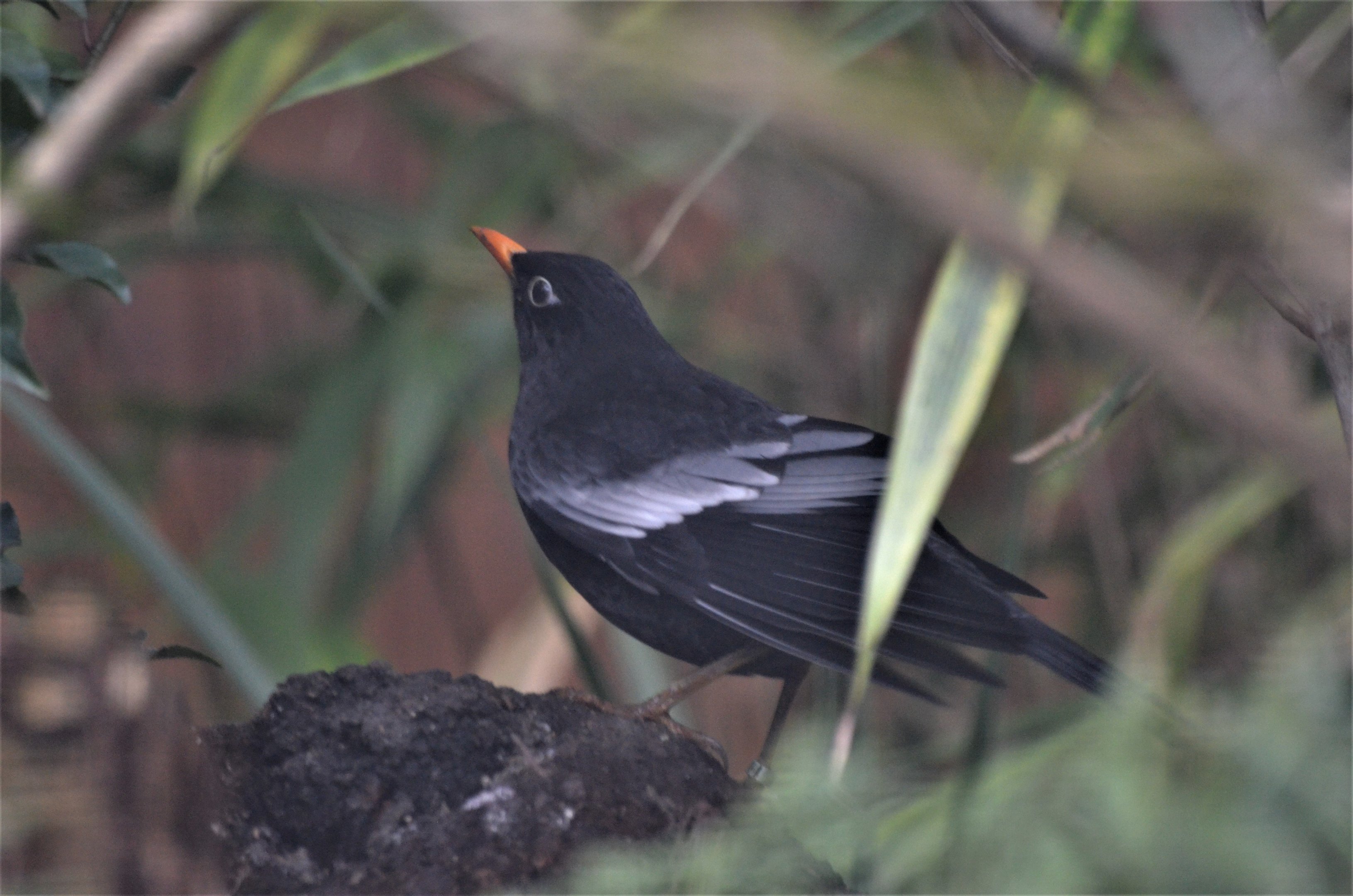 Grey-winged Blackbird at Chester, 04/03/17