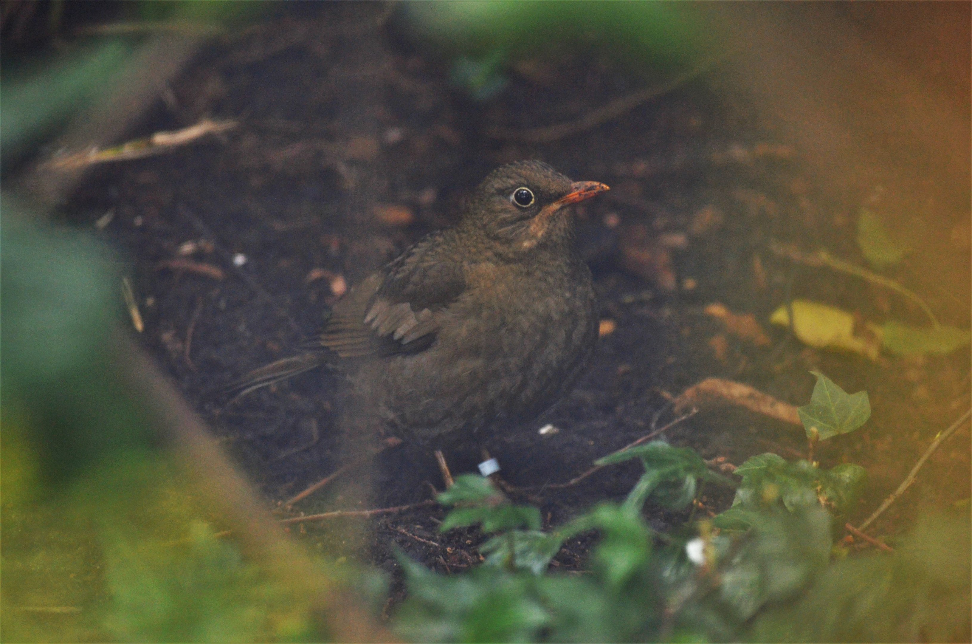 Grey-winged Blackbird at Chester, 04/03/17