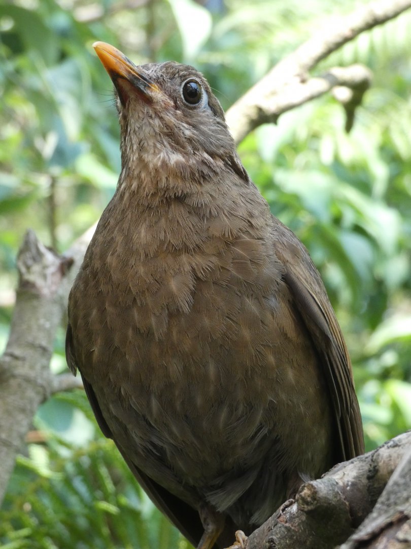 Grey-winged Blackbird (female)