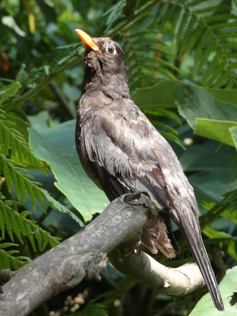 Grey-winged Blackbird (male)