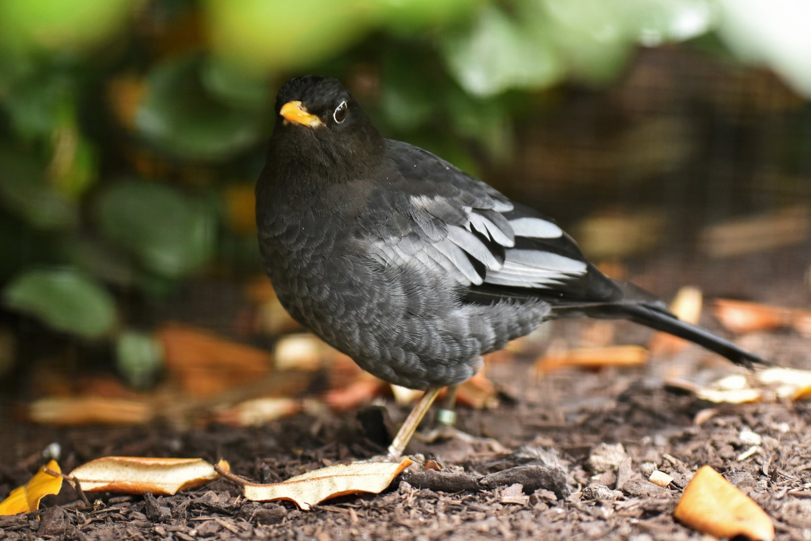 Grey-winged Blackbird Turdus boulboul