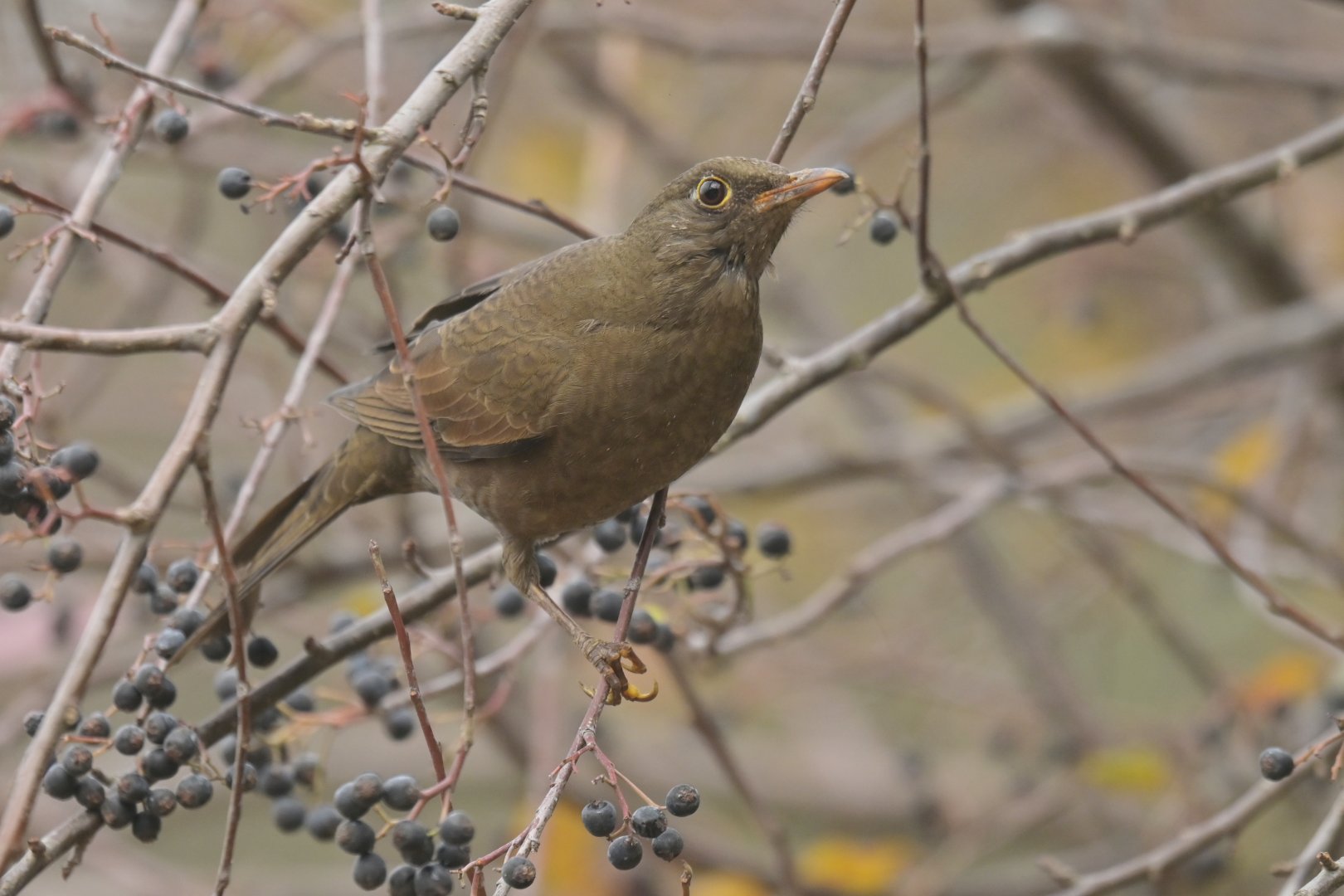 Grey-winged Blackbird Turdus boulboul