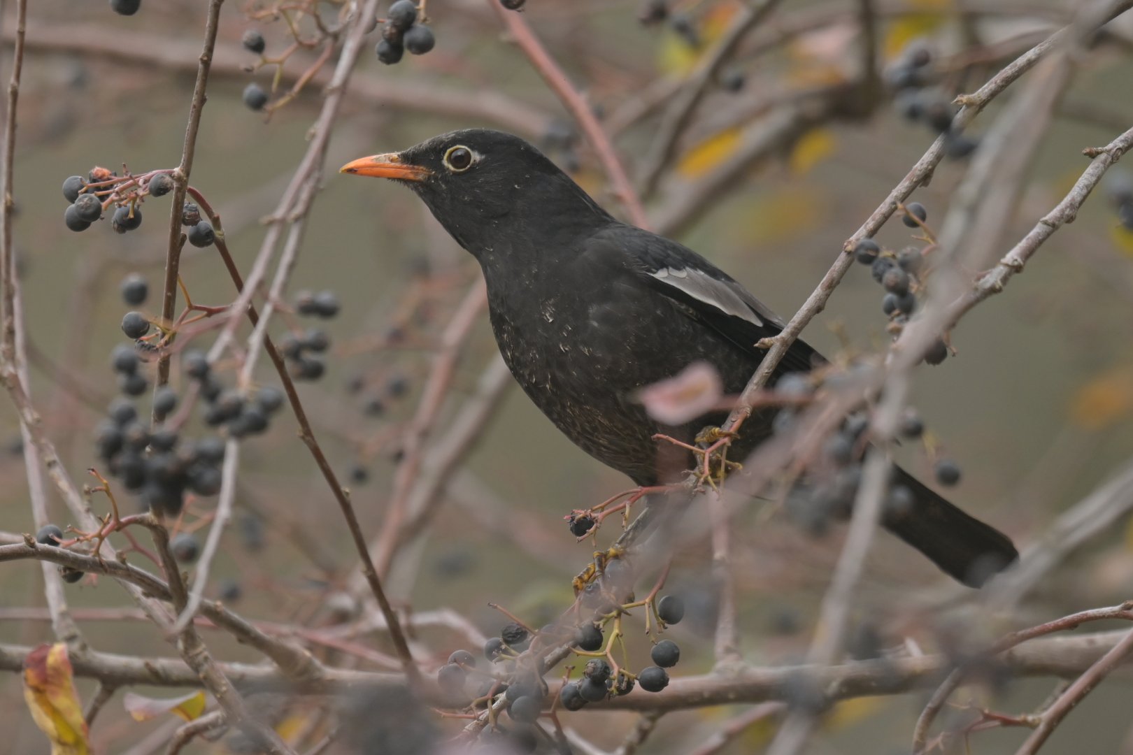 Grey-winged Blackbird Turdus boulboul