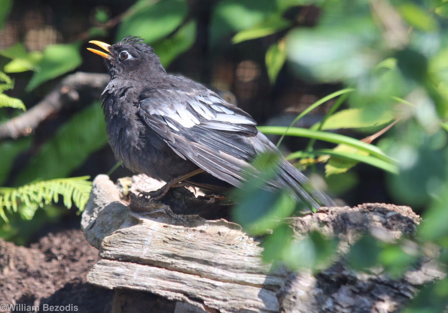 Grey-winged Blackbird