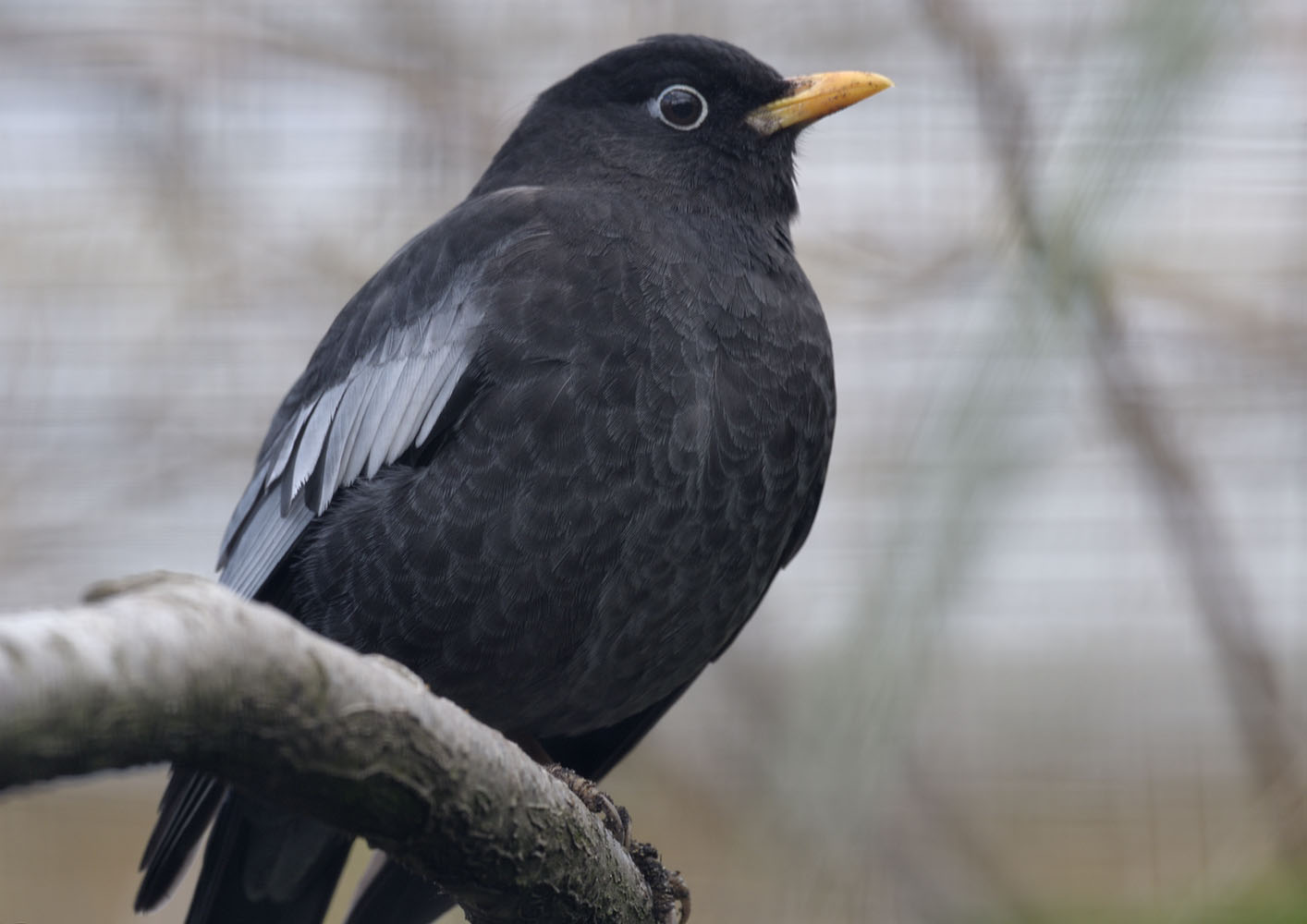 Grey-winged blackbird