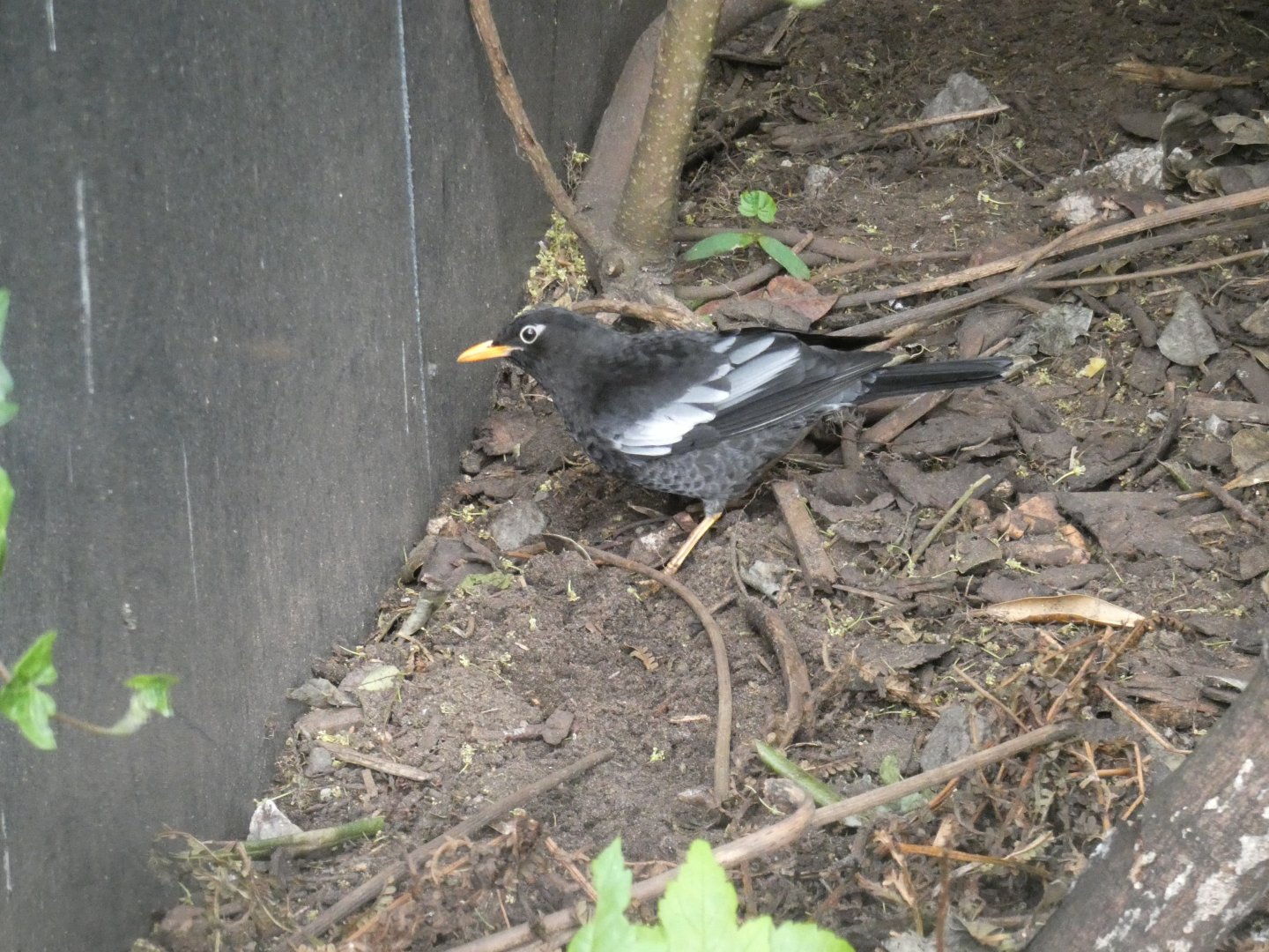 Grey-winged blackbird