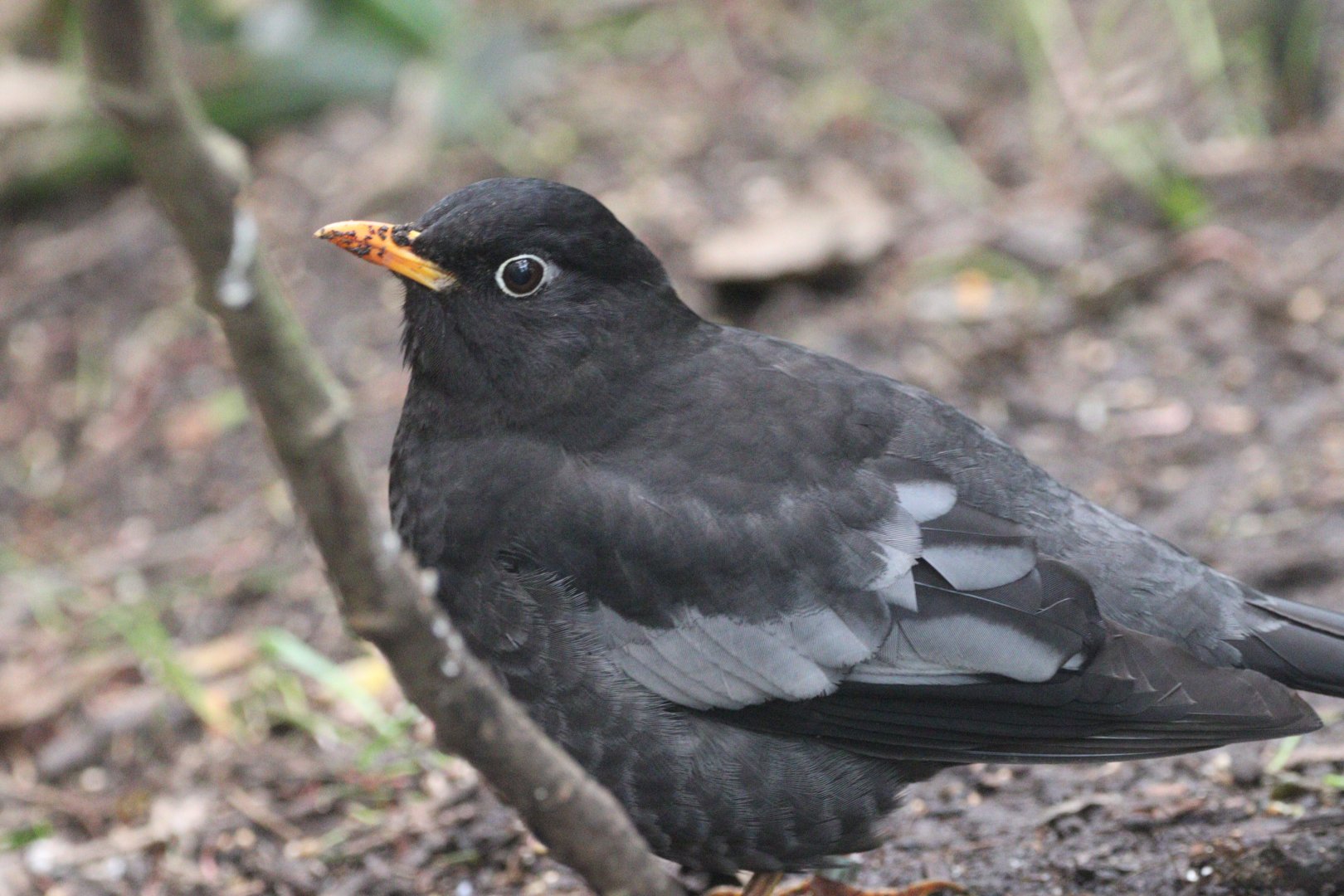 Grey-winged Blackbird