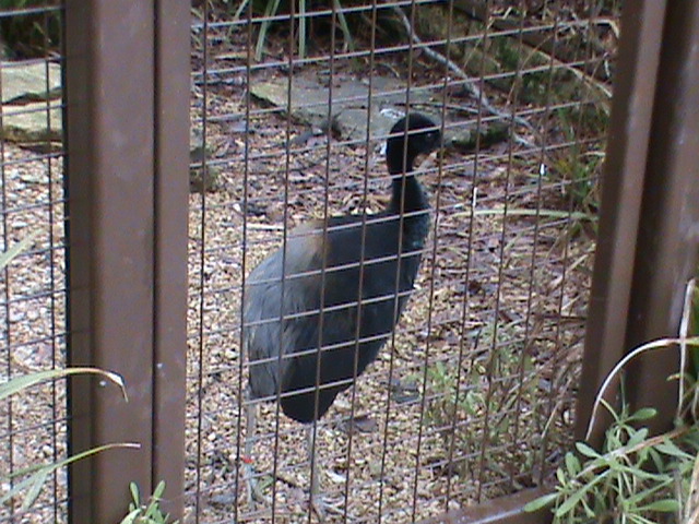 grey winged trumpeter 02/10