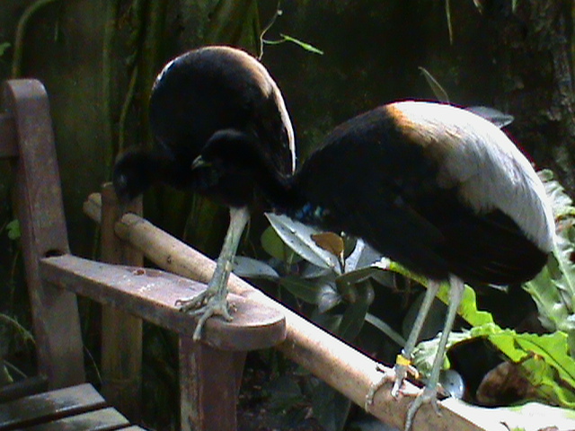 grey-winged trumpeter 05/10