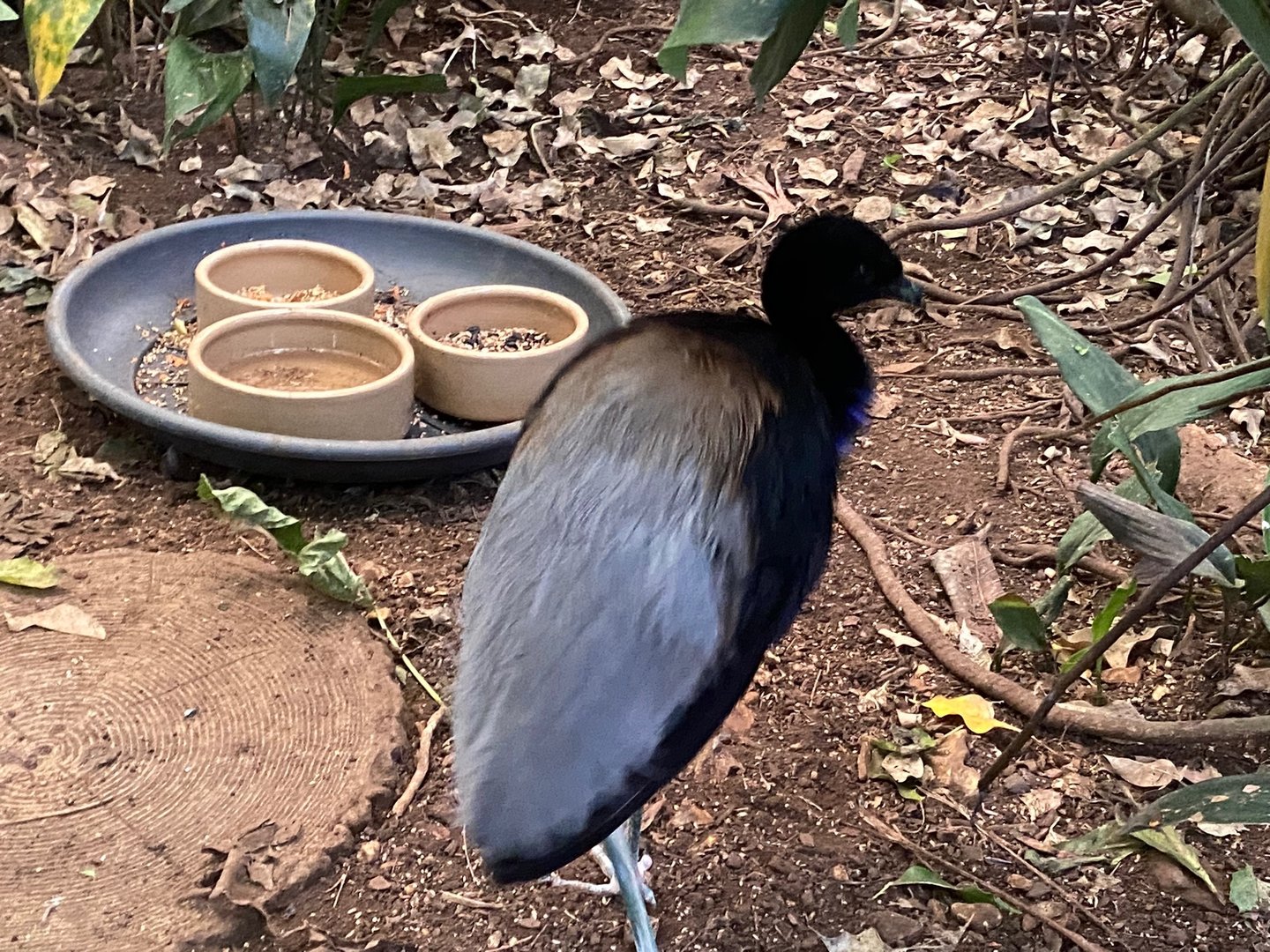 Grey-winged trumpeter 140923