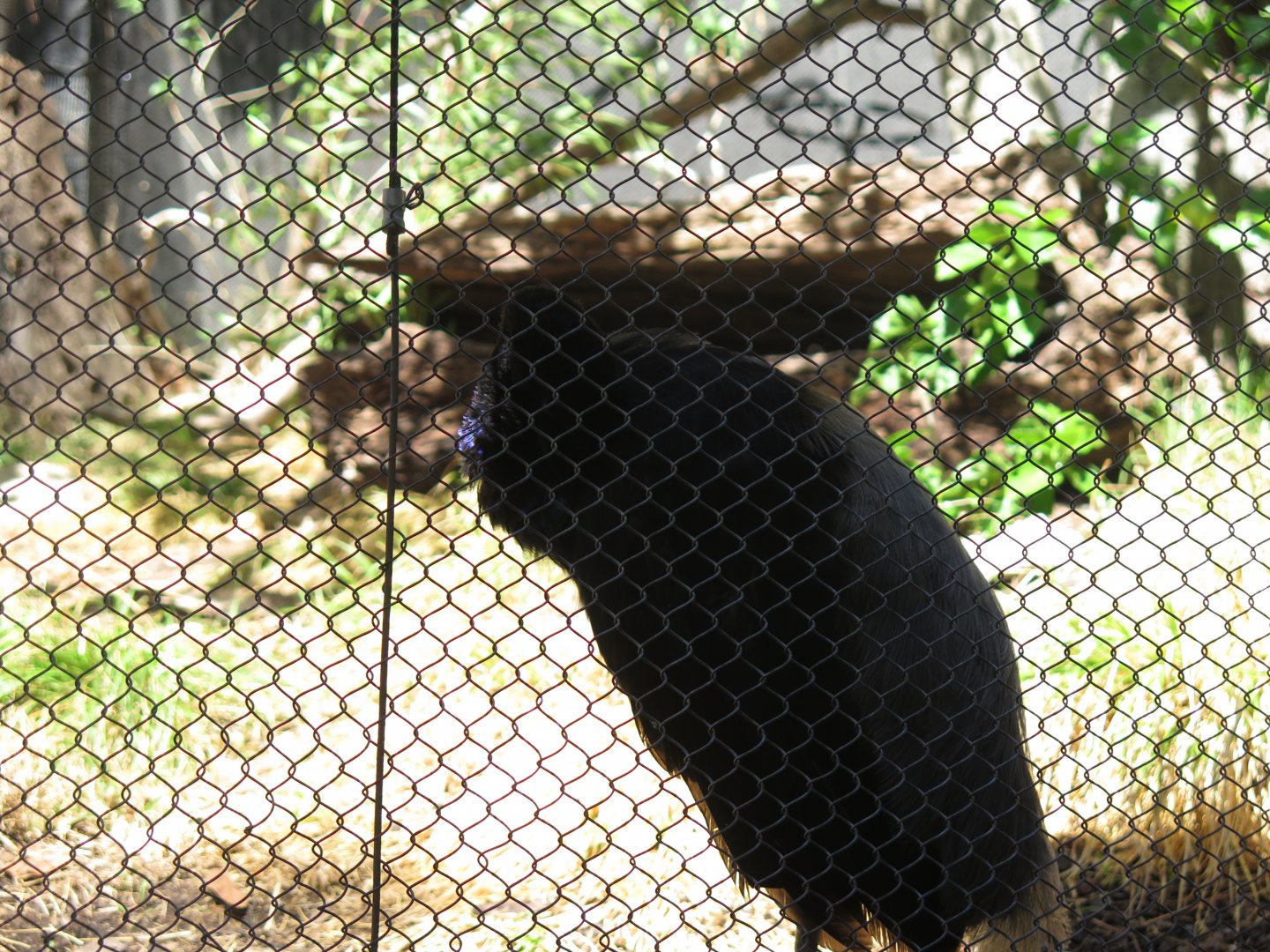 Grey Winged Trumpeter(8/23/2024)