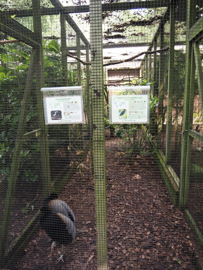 Grey-winged trumpeter and Cayenne jay aviary, 2024-05-23