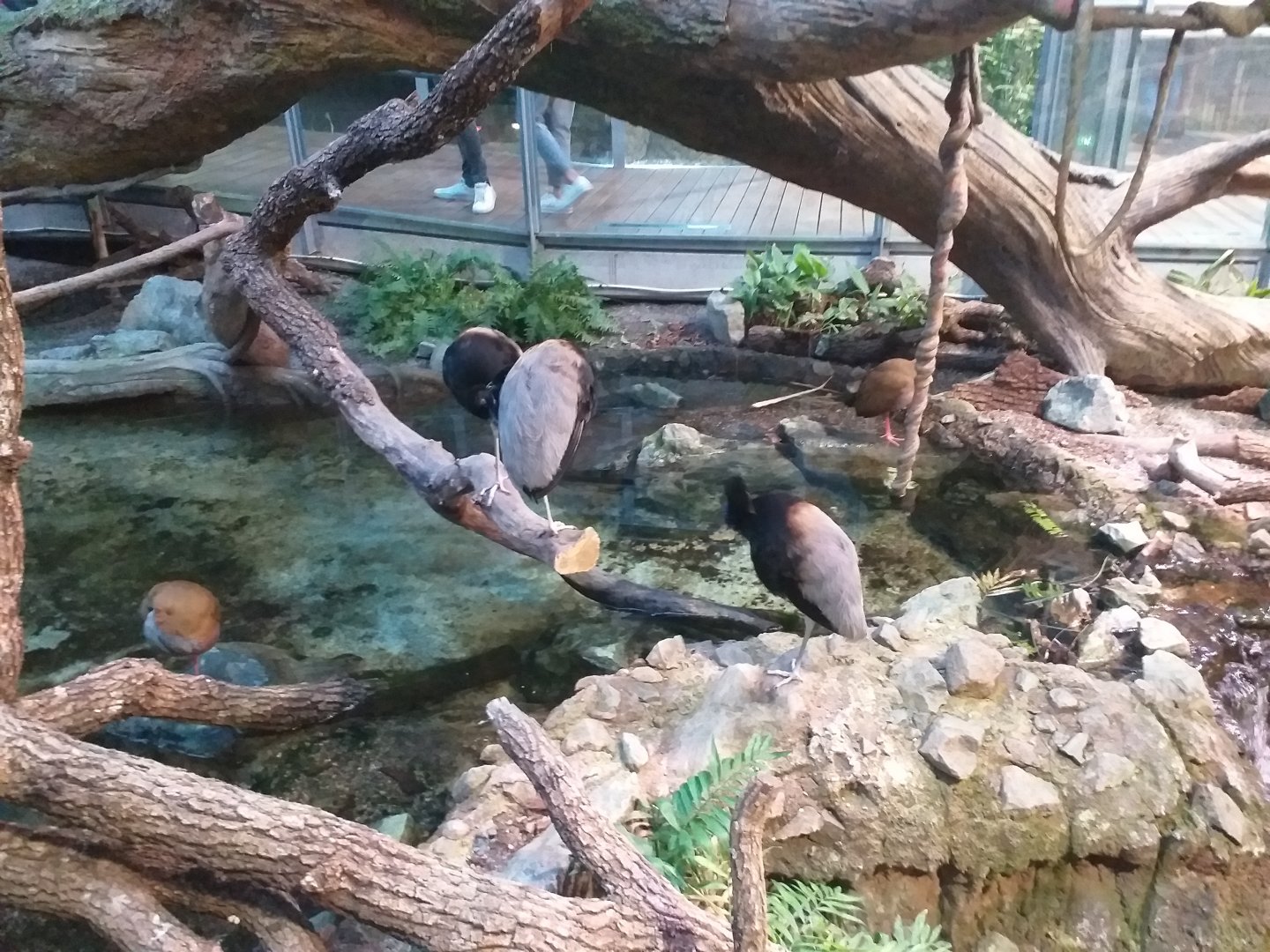 Grey-winged trumpeter and Giant-wood rail -BioDomo (2019)