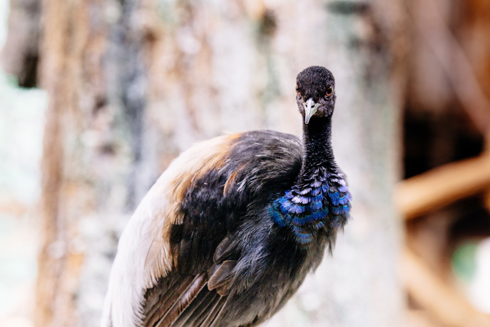 Grey-winged trumpeter at Schwerin Zoo