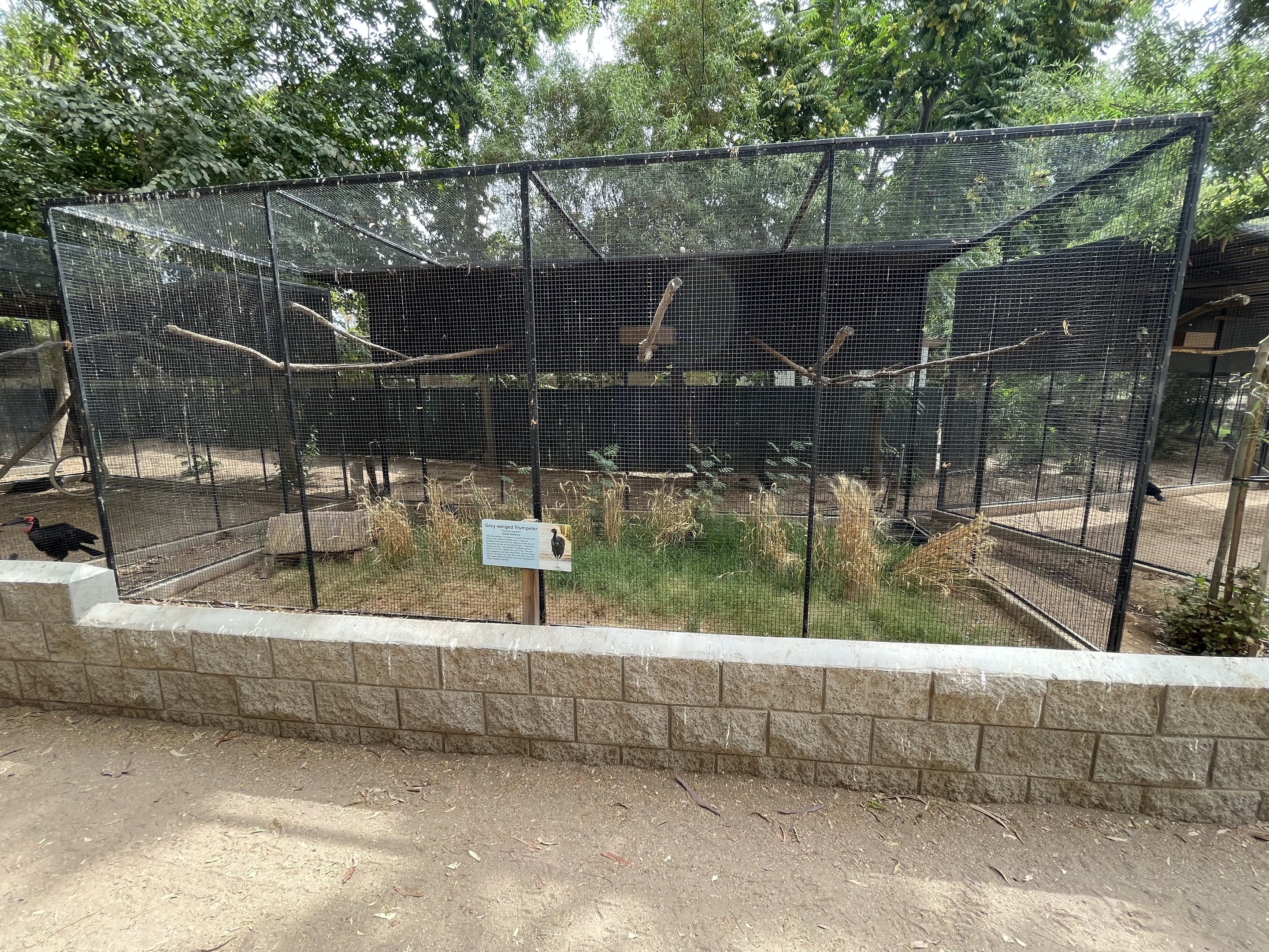 Grey-winged Trumpeter Aviary