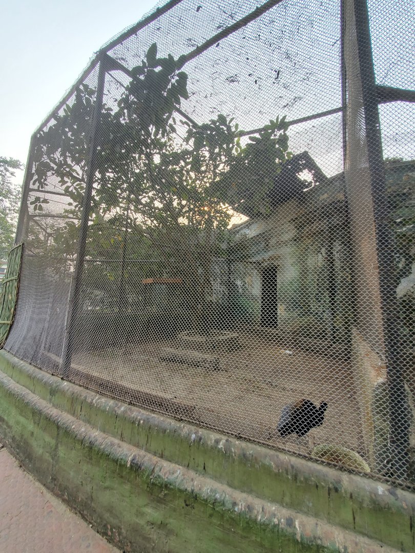 Grey-Winged Trumpeter Exhibit - January 2023
