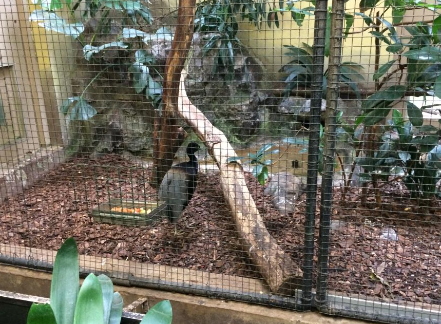 Grey-Winged Trumpeter indoor exhibit