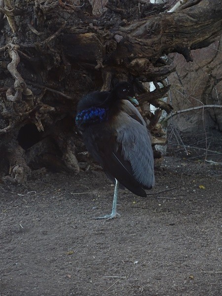 Grey-winged trumpeter (Psophia crepitans) (04/22)