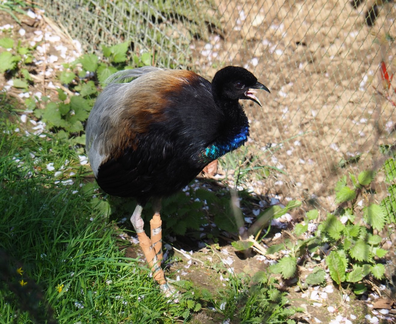 Grey-winged trumpeter (Psophia crepitans), 2019-03-30