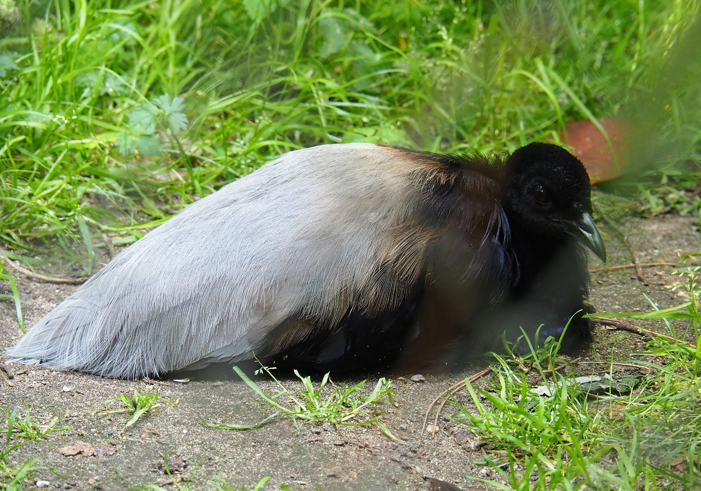 Grey-winged trumpeter (Psophia crepitans), 2019-06-26