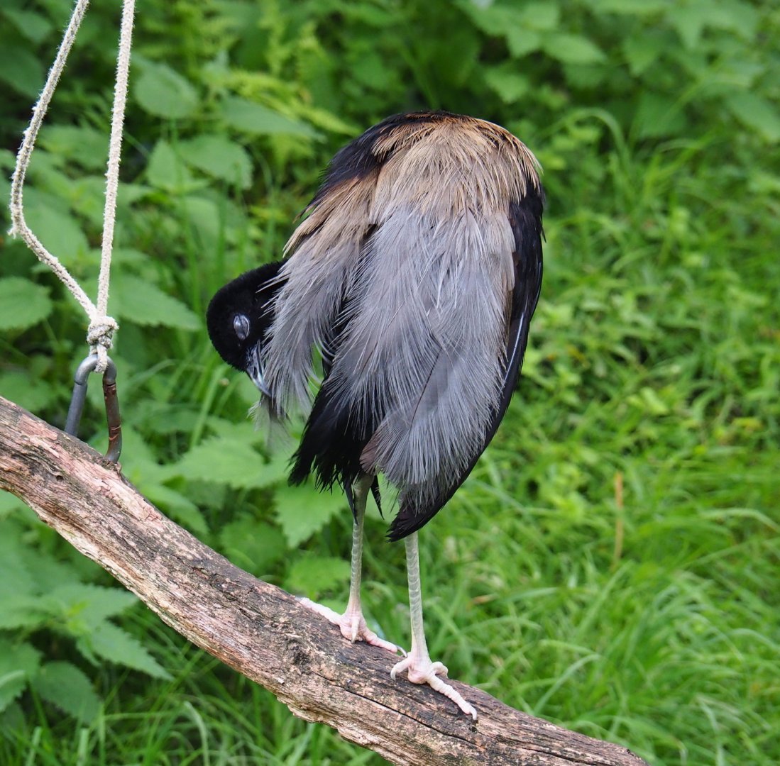 Grey-winged trumpeter (Psophia crepitans), 2019-07-21