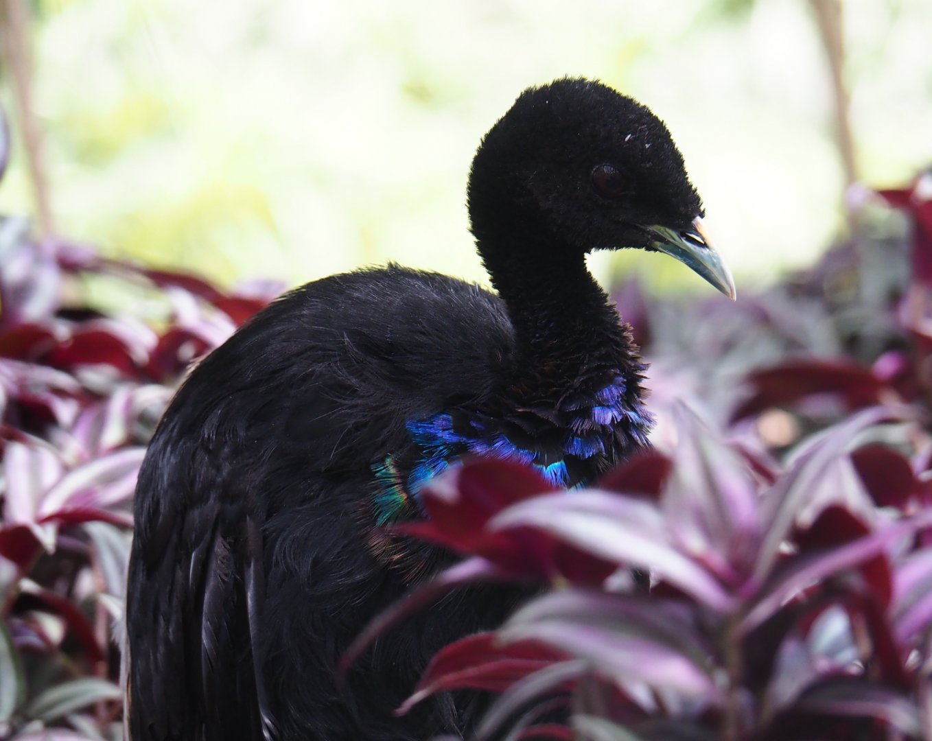 Grey-winged trumpeter (Psophia crepitans), 2019-08-04