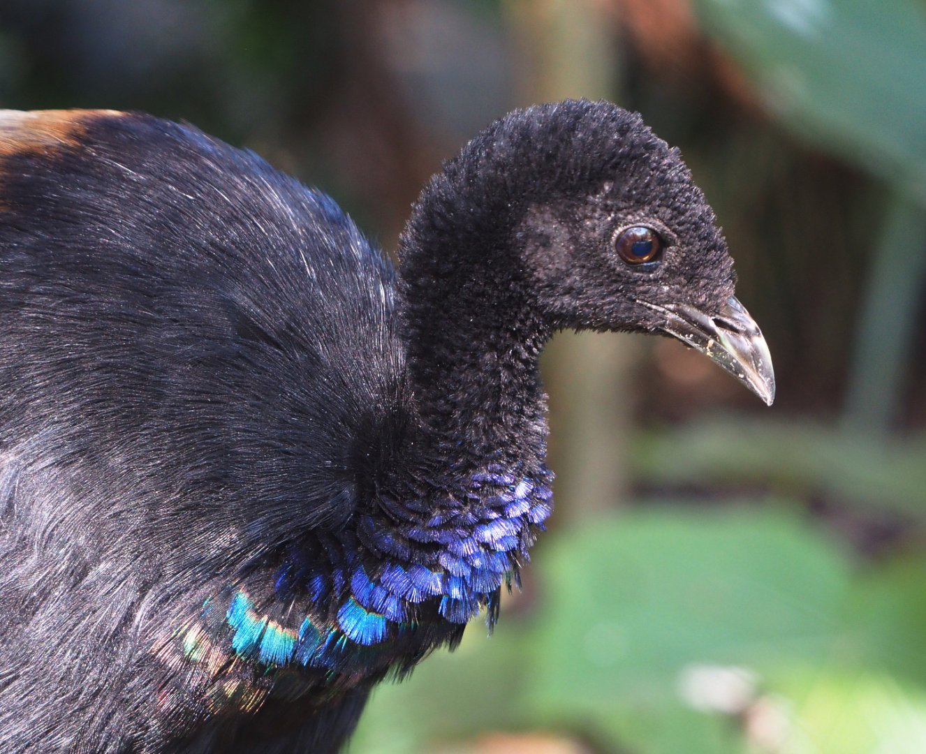 Grey-winged trumpeter (Psophia crepitans), 2019-09-21