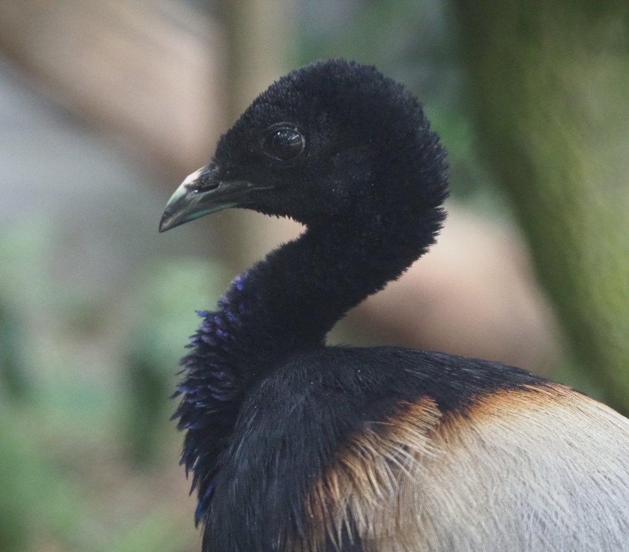 Grey-winged trumpeter (Psophia crepitans), 2020-05-24